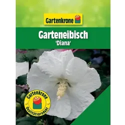 Gartenkrone Garteneibisch, Hibiscus syriacus »Diana«, Blätter: grün, Blüten: weiß - weiss