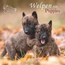 Welpen 30x30 - Kalender 2026