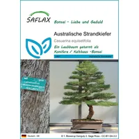 SAFLAX - Bonsai - Australische Strandkiefer - 200 Samen