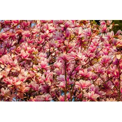Fototapete PAPERMOON "Blüten Baum", bunt, B:3,00m L:2,23m, Vlies, Tapeten
