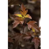 Pflanzen Für Dich Physocarpus opulifolius 'Diable d'Or', Fasanenspiere, 60–80