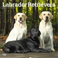BrownTrout / Flechsig Labrador Retrievers - Labrador Retriever 2026