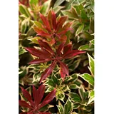 Pflanzen Für Dich Pieris japonica 'Flaming Silver', Japanische Lavendelheide, 20–25 cm