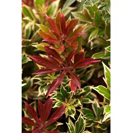 Pflanzen Für Dich Pieris japonica 'Flaming Silver', Japanische Lavendelheide, 20–25 cm
