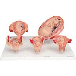 Schwangerschaftsmodell Serie, 5 Modelle - 3B Smart Anatomy