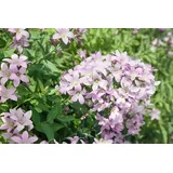 pflanzen-für-dich.de Pflanzen für Dich Staude Campanula lact. Loddon Anne, 1 St., Riesenglockenblume rosa