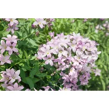 pflanzen-für-dich.de Pflanzen für Dich Staude Campanula lact. Loddon Anne, 1 St., Riesenglockenblume rosa