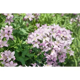 pflanzen-für-dich.de Pflanzen für Dich Staude Campanula lact. Loddon Anne, 1 St., Riesenglockenblume rosa