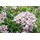 pflanzen-für-dich.de Pflanzen für Dich Staude Campanula lact. Loddon Anne, 1 St., Riesenglockenblume rosa