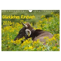 Calvendo Glückliches Rindvieh 2026 (Wandkalender 2026 DIN A4 quer),