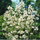 PlantaPro Heuchera x brizoides 'Schneewittchen' 9x9 cm Topf – Winterhart, Mehrjährig, Pflegeleicht – Purpurglöckchen – Staude für Beet & Kübel