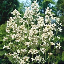 PlantaPro Heuchera x brizoides 'Schneewittchen' 9x9 cm Topf – Winterhart, Mehrjährig, Pflegeleicht – Purpurglöckchen – Staude für Beet & Kübel