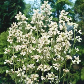 PlantaPro Heuchera x brizoides 'Schneewittchen' 9x9 cm Topf – Winterhart, Mehrjährig, Pflegeleicht – Purpurglöckchen – Staude für Beet & Kübel