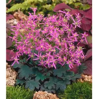 Pflanzen Für Dich Saxifraga cortusif.var.fort.'Black Ruby', Steinbrech, rubinrot, ca.