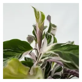 Plant in a Box - Calathea Fusion' - Höhe 30-40cm