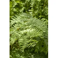 PlantaPro Osmunda regalis c 3 30-40