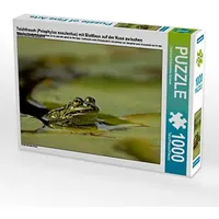 Calvendo Teichfrosch (Pelophylax esculentus) mit Blattlaus auf der Nase