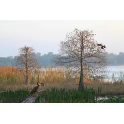 Fototapete PAPERMOON "ANHINGA-WASSER VOGEL", bunt, B:3,50m L:2,60m, Vlies, Tapeten