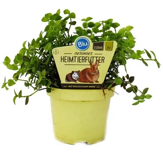 EXOTENHERZ Futterpflanze für Heimtiere Callisia repens Vitalfutter für Kaninchen, Ziervögel, Reptilien, und Hamster