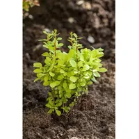 Pflanzen Für Dich Berberis thunbergii 'Maria', Heckenberberitze, gelbgrün, 30–40