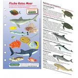 Sub-Base Fischkartenset Rotes Meer