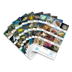 Dive Sticker Hawaii