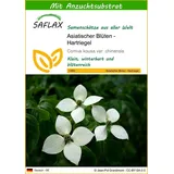 SAFLAX - Chinesischer Hartriegel - Mit Topfsubstrat für bessere Kultivierung - Cornus kousa