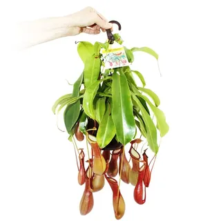 EXOTENHERZ Fleischfressende Pflanze Nepenthes alata 14cm Ampeltopf