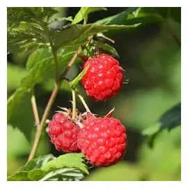 Plant in a Box - Rubus ideaus 'Autumn Bliss' - Höhe 25-40cm