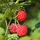 Plant in a Box - Rubus ideaus 'Autumn Bliss' - Höhe 25-40cm