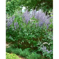 Pflanzen Für Dich Vitex agnus-castus, Mönchspfeffer, 40–60 cm