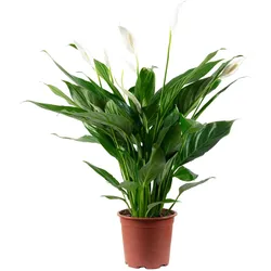 Einblatt mit 4-8 Blüten/Knospen - Luftreinigendes Spathiphyllum - ca. 65 cm hoch, Topf-Ø 17 cm