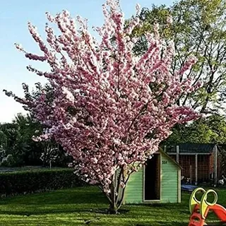 1st. Japanische Blüten/-Zierkirsche "Prunus serrulata" 120-150cm im großen Topf