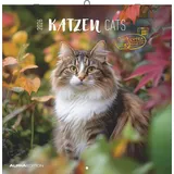 Neumann Katzen 2026 - Broschürenkalender 30x30 cm (30x60 geöffnet)