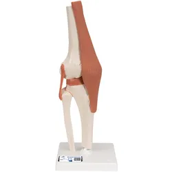 Funktionales Kniegelenkmodell - 3B Smart Anatomy