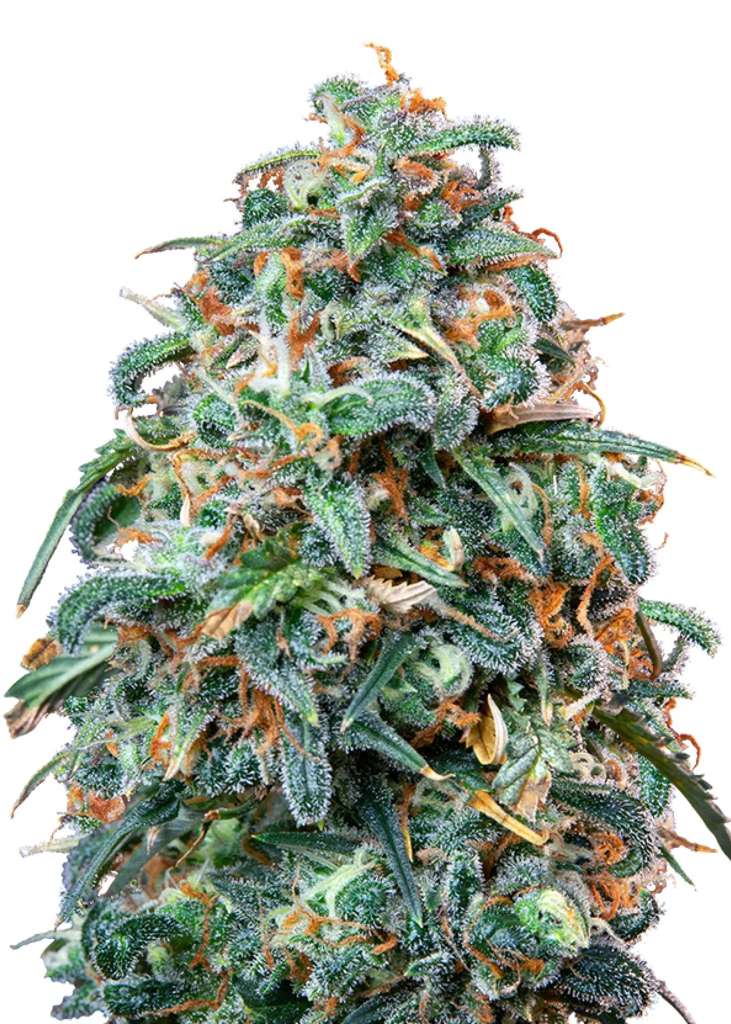 Royal Queen Seeds Sherbet Queen 3 Samen