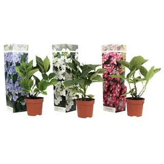 PFLANZENFREUND Teller-Hortensien-Mix Topfgröße Ø 9cm 3 Pflanzen