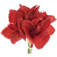 Gasper Amaryllis-Bund 3Stiele 32cm ro