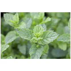 Mentha spicata 'Maroccan', Grüne Minze, aromatisch, ca. 9x9 cm Topf