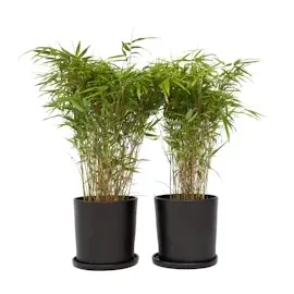 Plant in a Box - Fargesia nitida 'Gansu' - Höhe 50-70cm - Topf 17cm