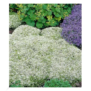 BALDUR Garten Winterharter Weißer Polsterthymian, 3 Pflanzen Thymus praecox albiflorus Polsterthymian Thymian Pflanze, blühende winterharte Staude, mehrjährig, bienenfreundlich, blühend