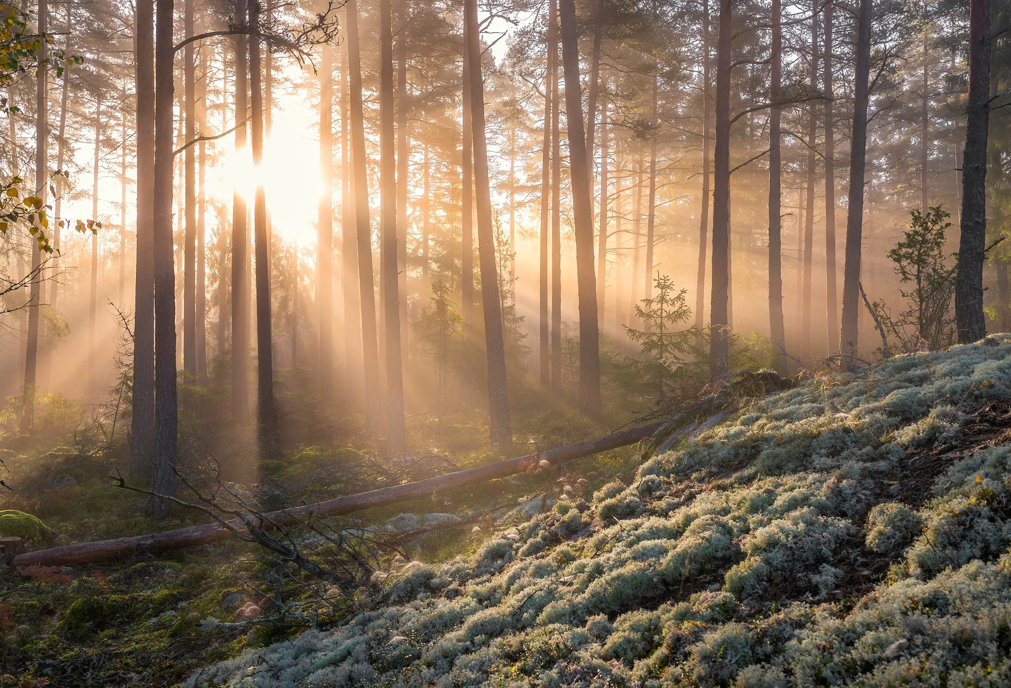 Fototapete PAPERMOON "CHRISTIAN LINDSTEN, NEBEL IM WALD MIT WEIßEM MOOS IM UNTERGRUND", bunt, B:4,50m L:2,80m, Vlies, Tapeten