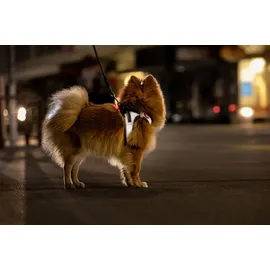 Curli Glow Hundegeschirr Reflective Grau 3XS