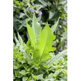 PlantaPro Dipsacus fullonum 9x9 cm Topf – Winterhart, Pflegeleicht – Wilde Karde – Wildpflanze für Naturgarten & Bienenweide