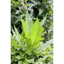 PlantaPro Dipsacus fullonum 9x9 cm Topf – Winterhart, Pflegeleicht – Wilde Karde – Wildpflanze für Naturgarten & Bienenweide