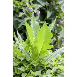 PlantaPro Dipsacus fullonum 9x9 cm Topf – Winterhart, Pflegeleicht – Wilde Karde – Wildpflanze für Naturgarten & Bienenweide