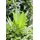 PlantaPro Dipsacus fullonum 9x9 cm Topf – Winterhart, Pflegeleicht – Wilde Karde – Wildpflanze für Naturgarten & Bienenweide