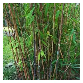 Plant in a Box - Fargesia nitida 'Gansu' - Höhe 50-70cm - Topf 17cm