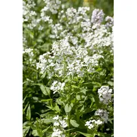 Pflanzen Für Dich Hesperis matronalis 'Alba', Nachtviole, weiß, ca.