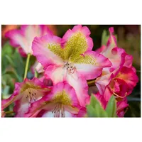 Pflanzen Für Dich Rhododendron viscosum 'Quiet Thoughts', Sumpf-Rhododendron, 30–40